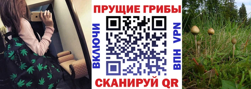 Псилоцибиновые грибы GOLDEN TEACHER  купить наркотик  Мариинск 